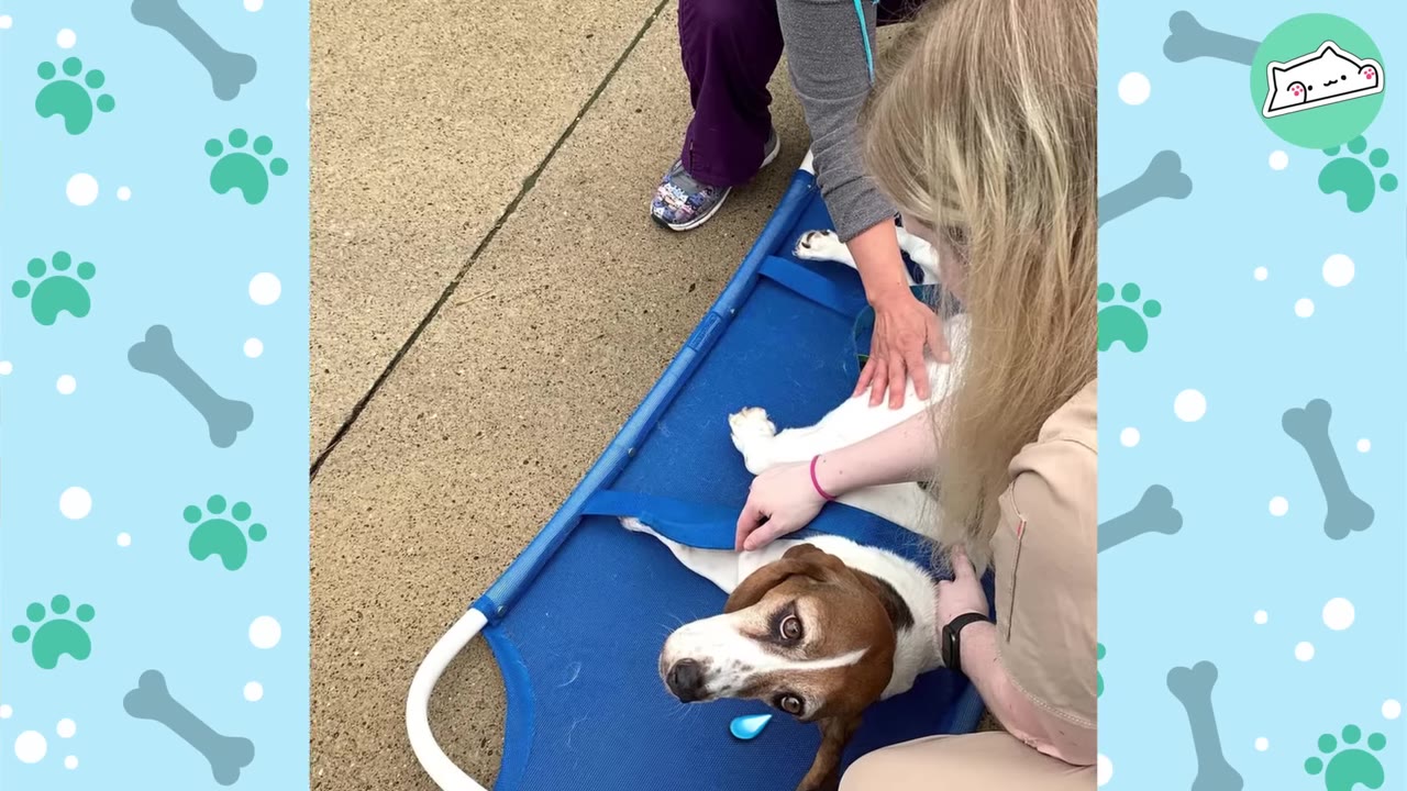 A basset hound lies on a blue medical stretcher while veterinary staff gently hold and examine her.