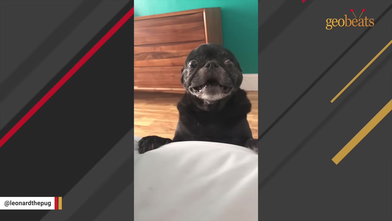 A close-up of a black pug looking up with an excited, wide-eyed expression and open mouth, resting its paws on a white bed sheet inside a home.
