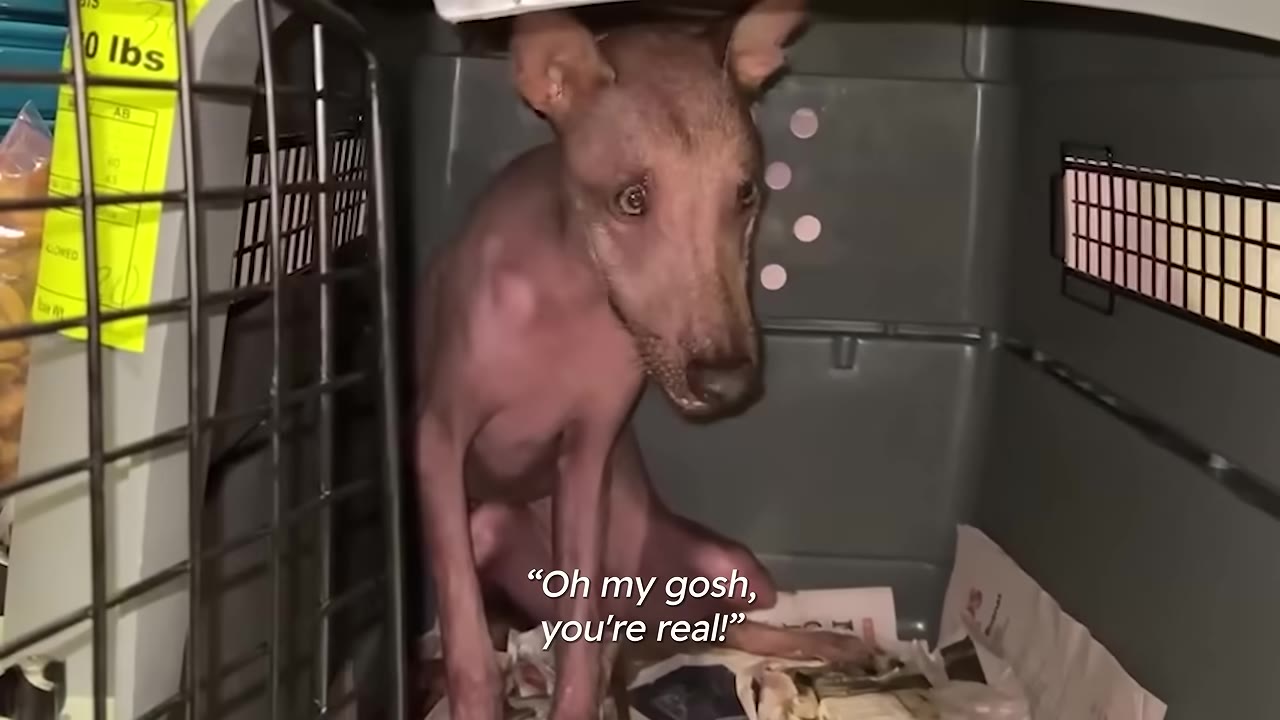 A hairless dog sits inside a grey plastic travel crate lined with newspaper, looking out with wide eyes.