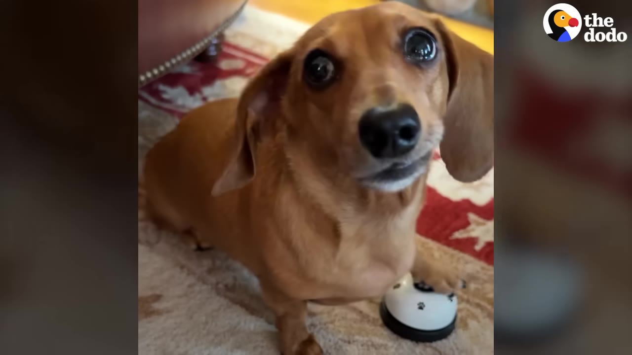 A close-up of a brown dachshund looking up with its paw resting on a small white training bell on a patterned rug.
