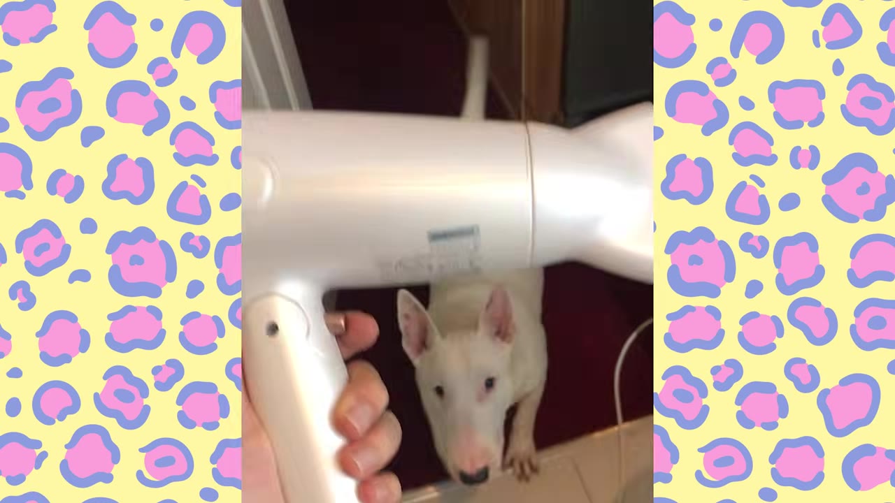 A white hair dryer is held in front of a white bull terrier looking up with interest.