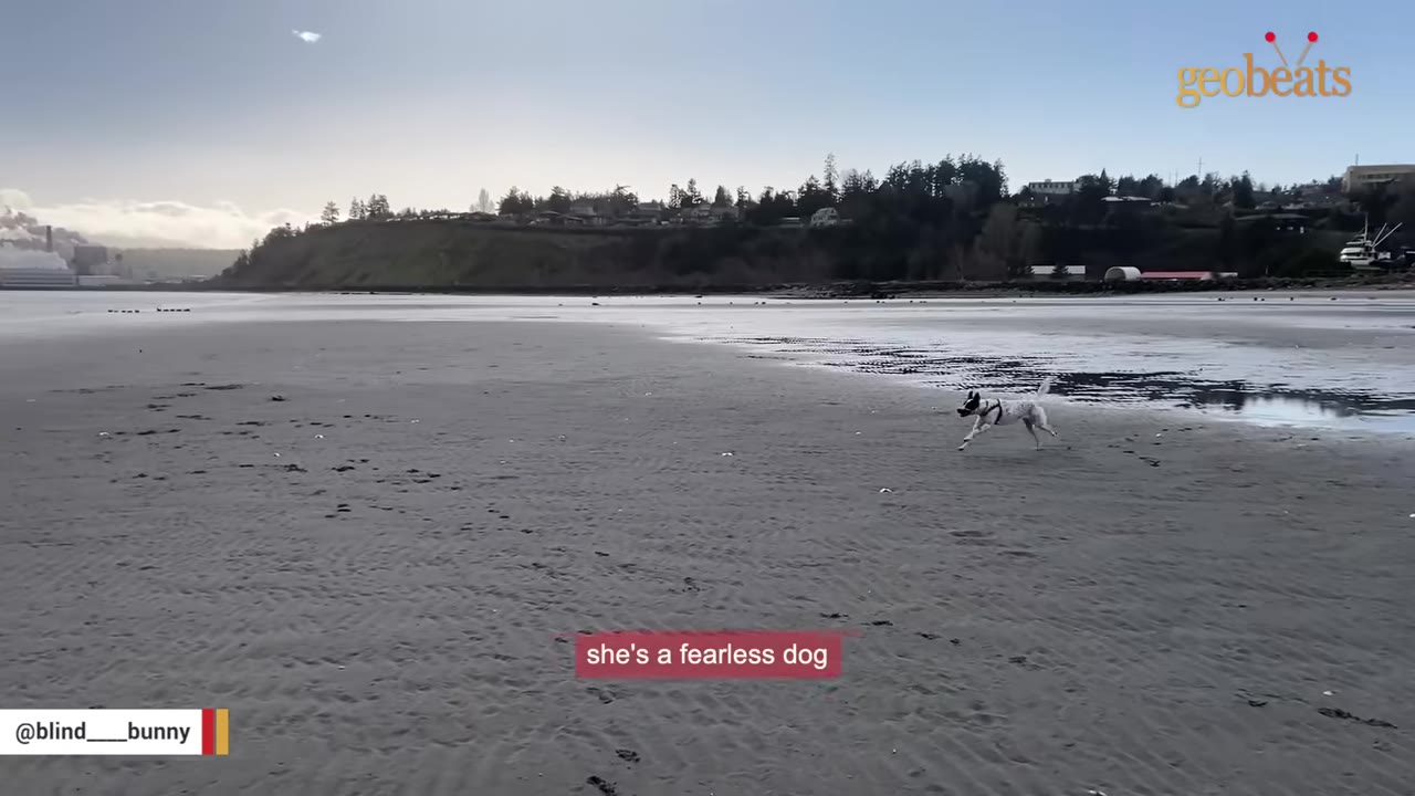 A black and white spotted dog running freely across a wide, sandy beach under a bright sky.