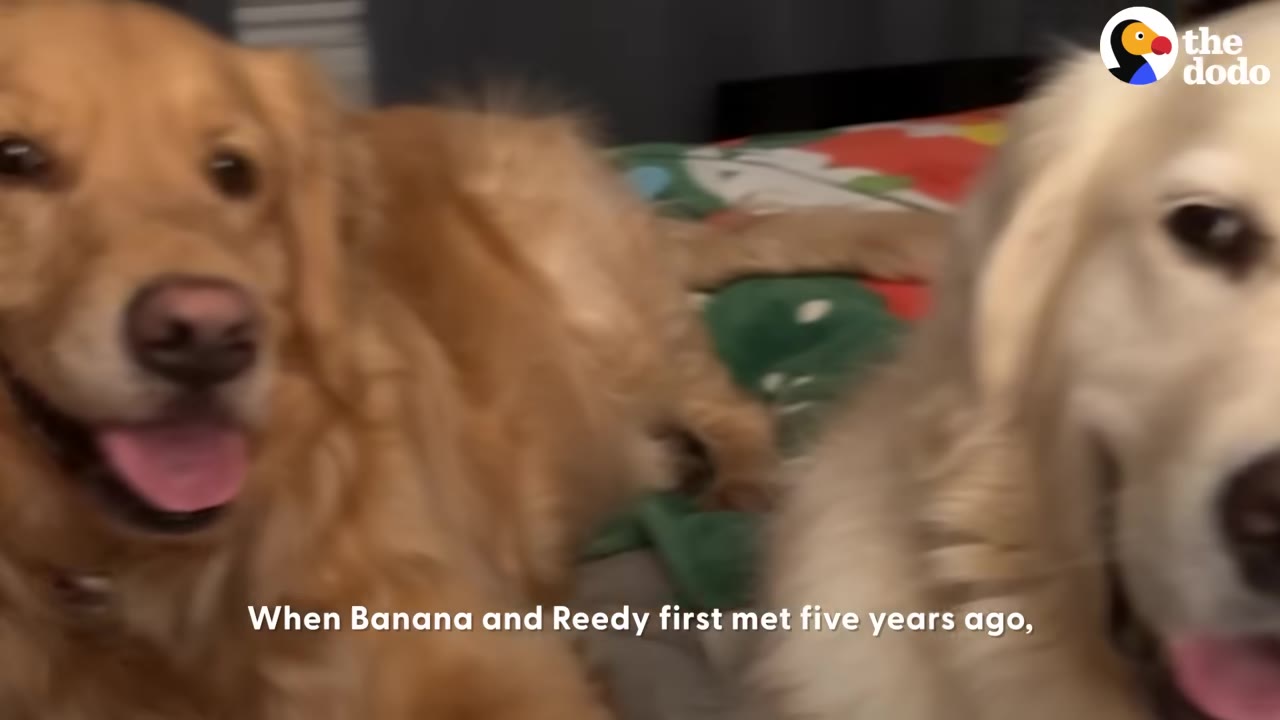 Two golden retrievers, one with darker golden fur and one with lighter cream-colored fur, sit side-by-side looking towards the camera.