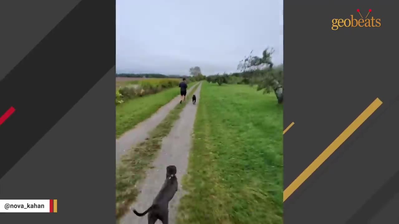 A black dog runs down a dirt path in a grassy field behind a person who is jogging.