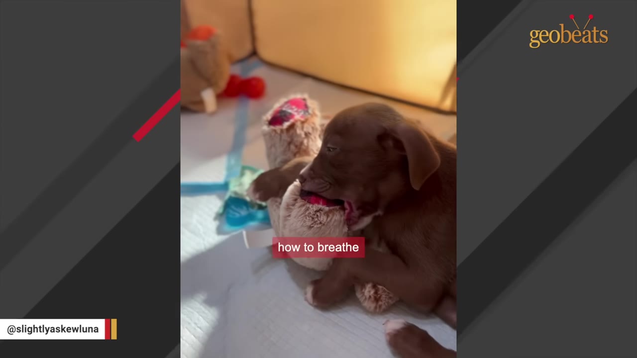 A small brown puppy lies on its side, gasping with its mouth open against a plush toy.