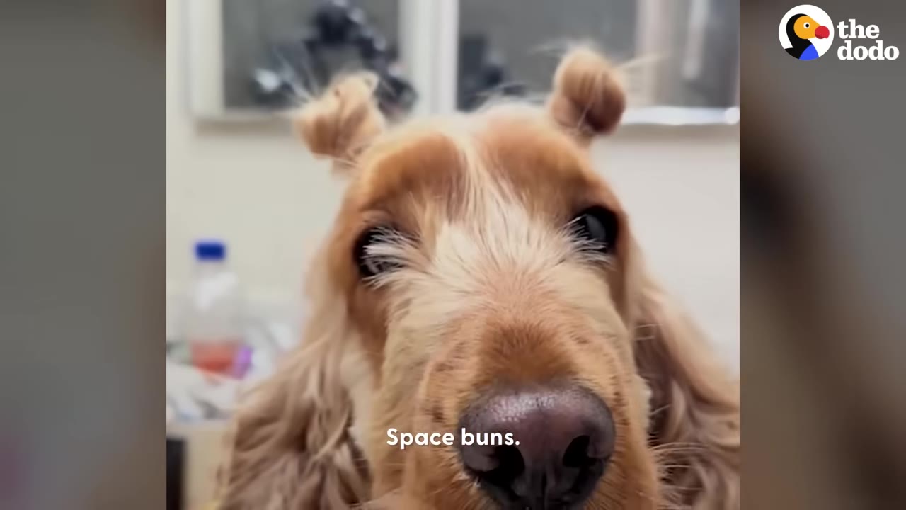 A close-up of a brown cocker spaniel with its hair styled into two small space buns on top of its head.