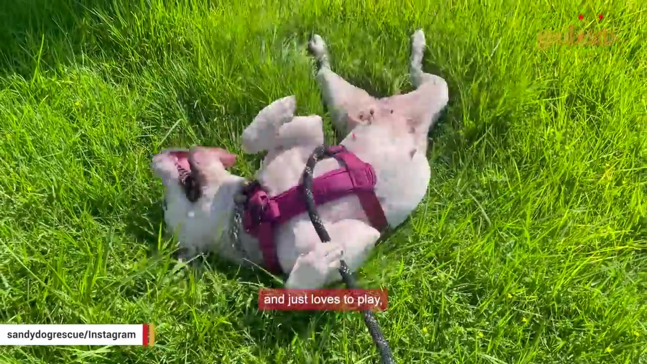 A white dog wearing a pink harness rolls happily on its back in lush green grass.