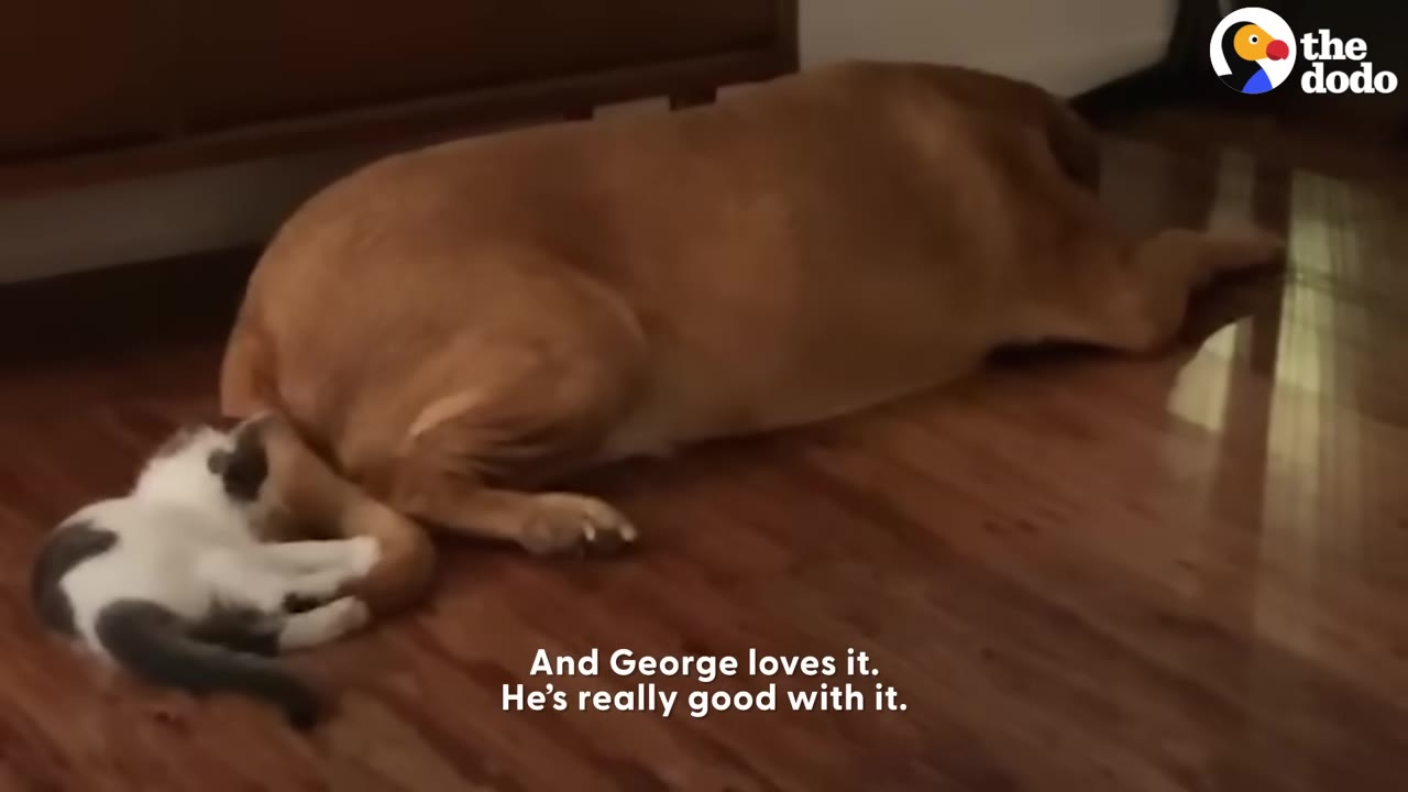 A large brown dog lies calmly on a wooden floor while a small black-and-white kitten plays with the end of his tail.