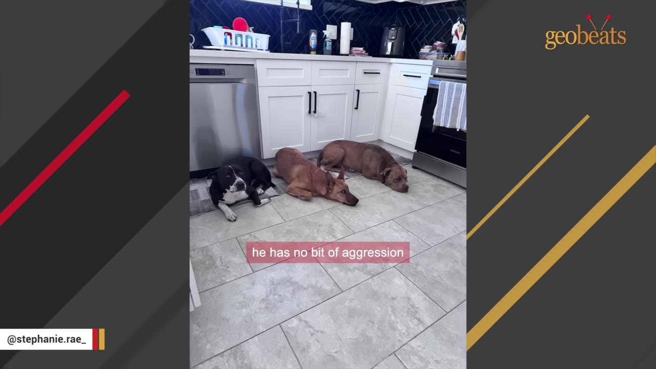 Three dogs lying peacefully side-by-side on a tiled kitchen floor, showing no signs of aggression.