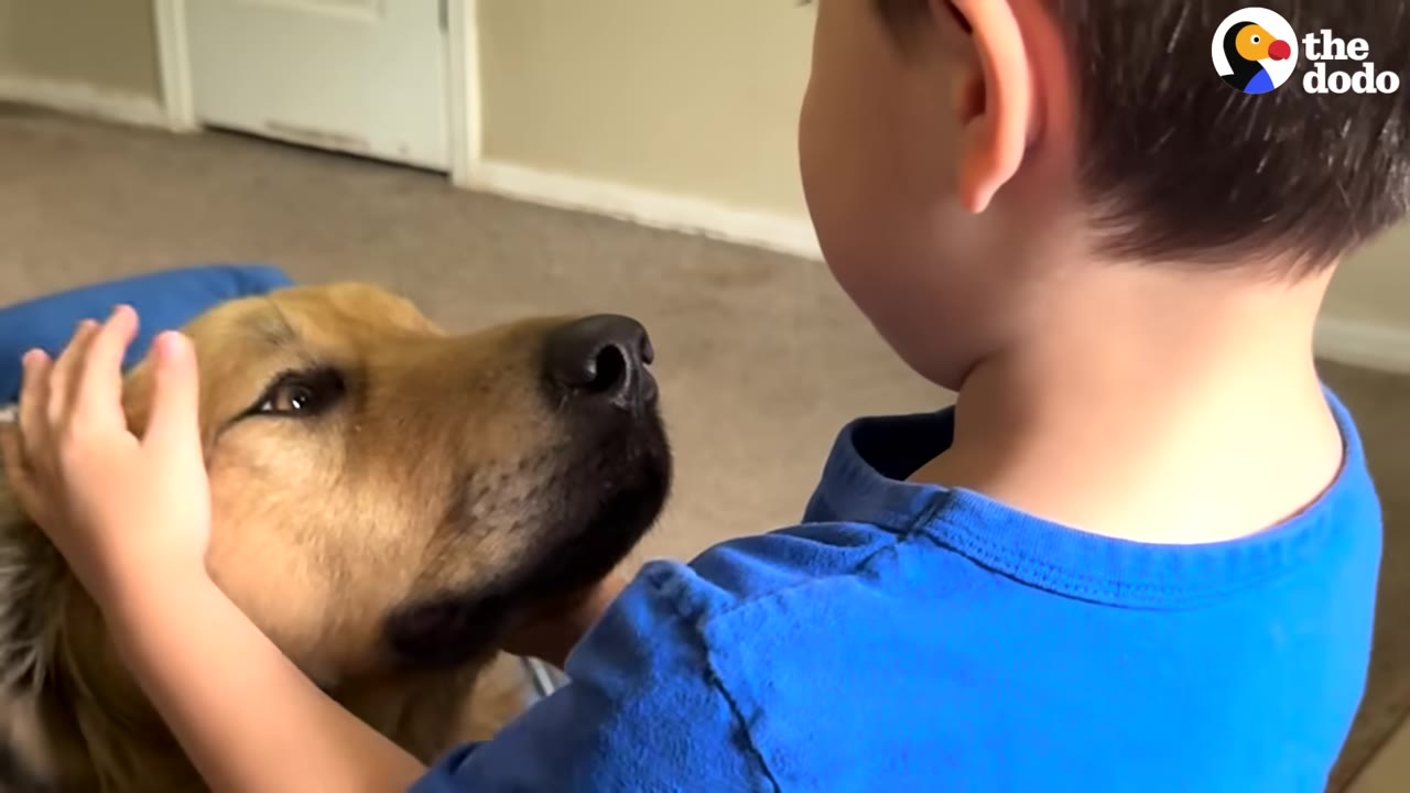 A close-up of a light brown dog looking up gently as a young child in a blue shirt pets its head.