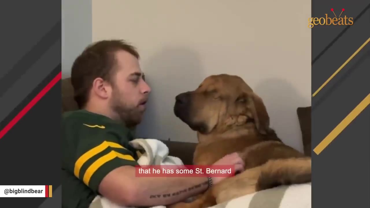 A man in a green and yellow shirt sits on a couch with a large brown dog sitting on his lap, with a subtitle that reads 'that he has some St. Bernard'.