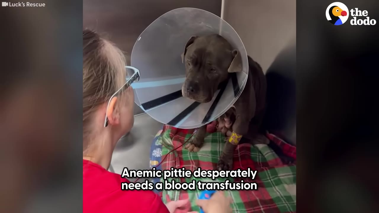 A gray pit bull wearing a plastic protective cone sits on a plaid blanket while a veterinary worker looks on, with text overlay reading 'Anemic pittie desperately needs a blood transfusion'.