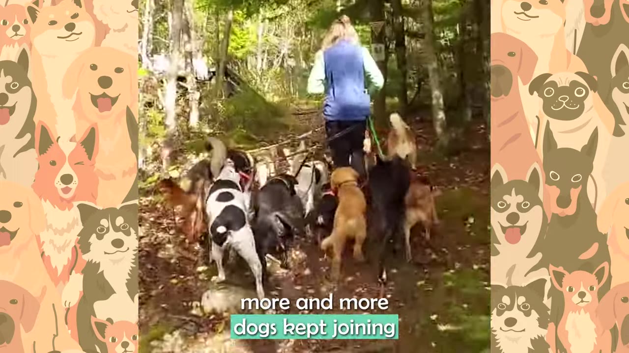 A woman seen from behind walking a large pack of various dogs on leashes along a wooded trail.