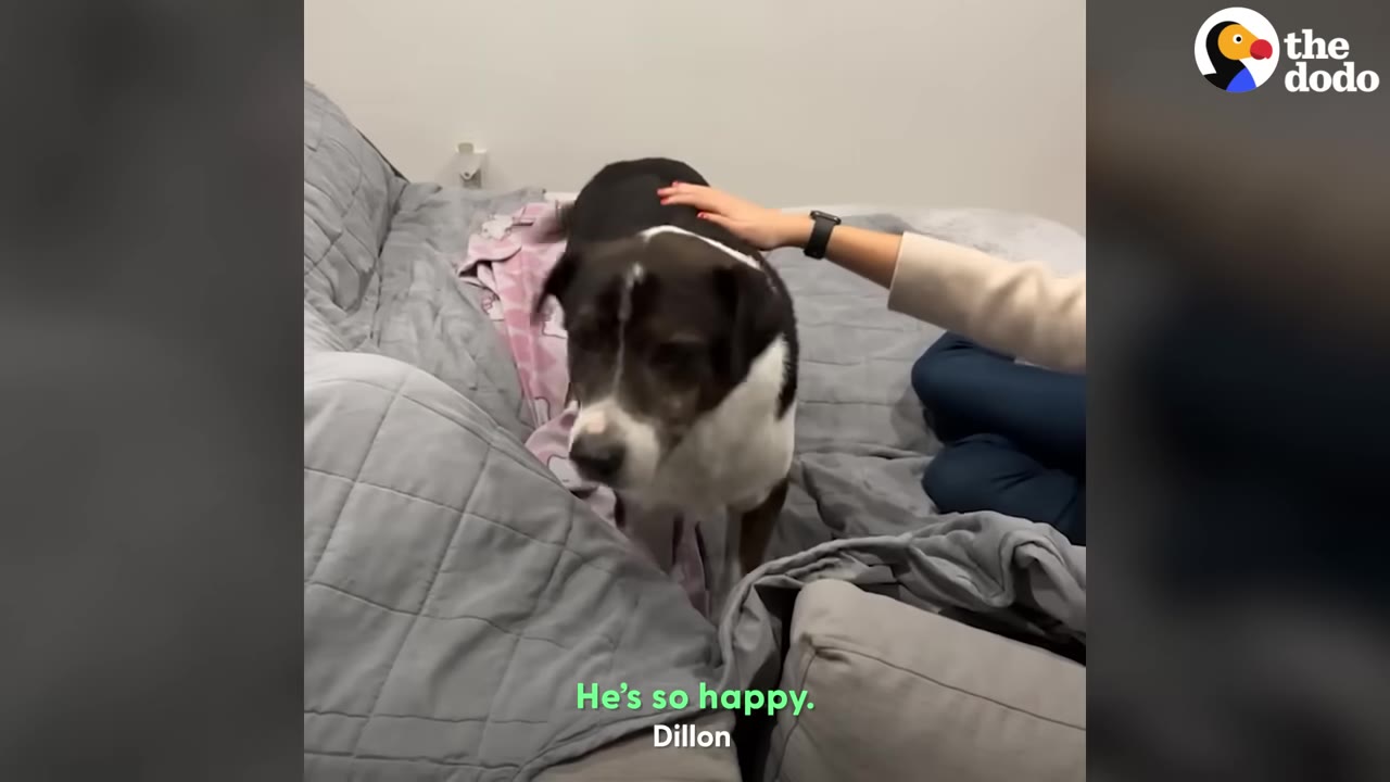 A black and white dog stands on a grey bed with its tail wagging quickly, while a person's hand gently pets its back.