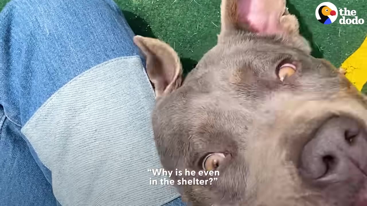 A close-up of a grey dog resting its head on a person's lap, looking up with wide, gentle eyes.