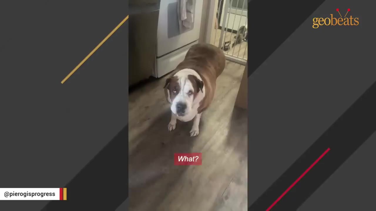 An overweight brown and white dog looking up at the camera in a kitchen hallway.