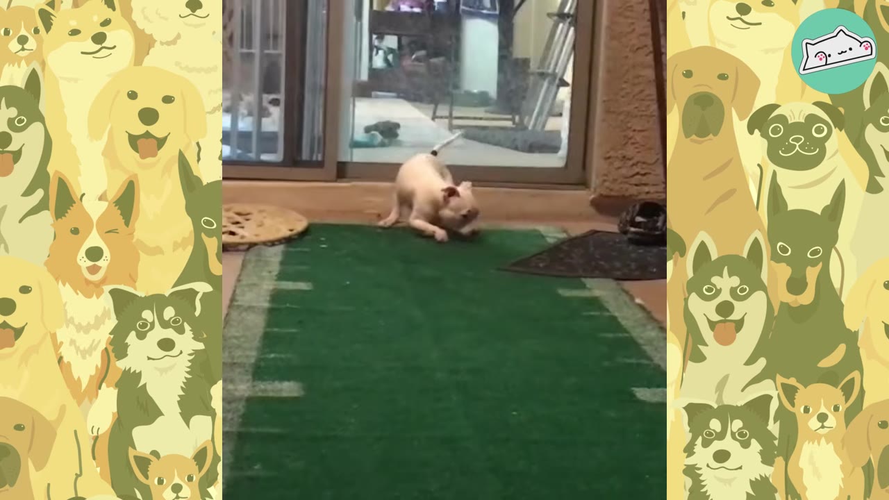 A small white puppy with splayed legs struggles to stand on a green runner rug indoors.