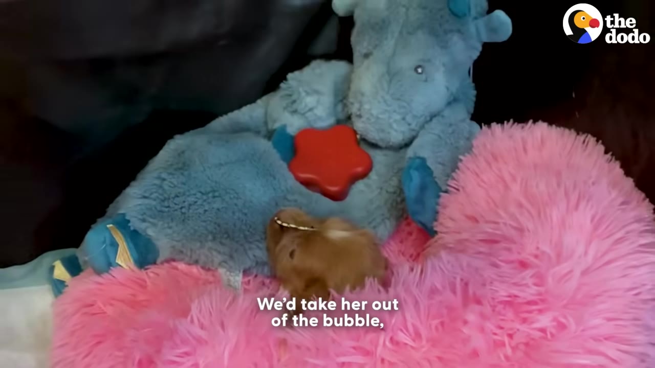 A tiny brown puppy sits on a bright pink fluffy bed next to a blue plush toy.