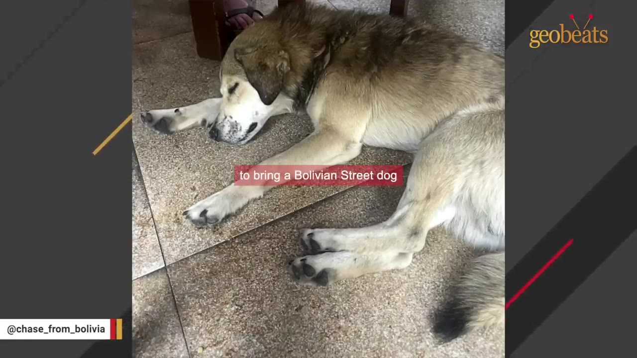 A tan and white dog lying down on a tiled floor, appearing to sleep.