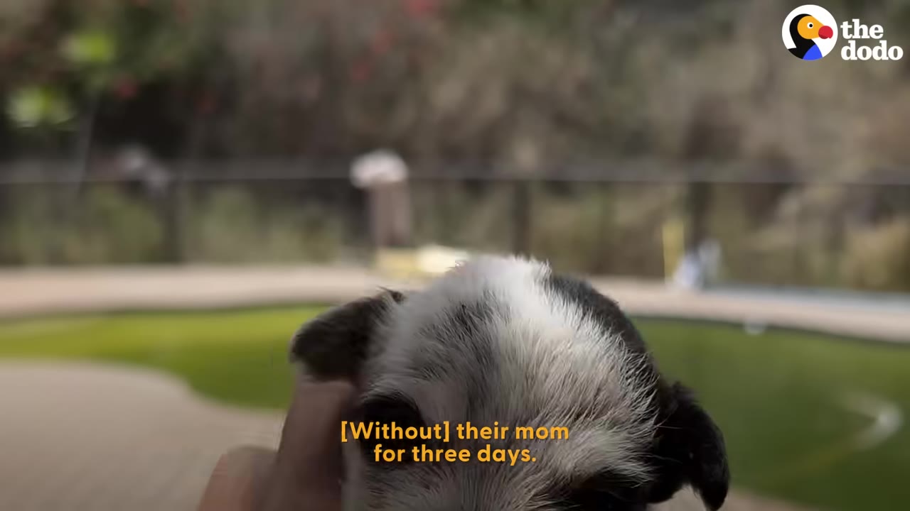 A close-up of a small black and white puppy being gently held by a hand.