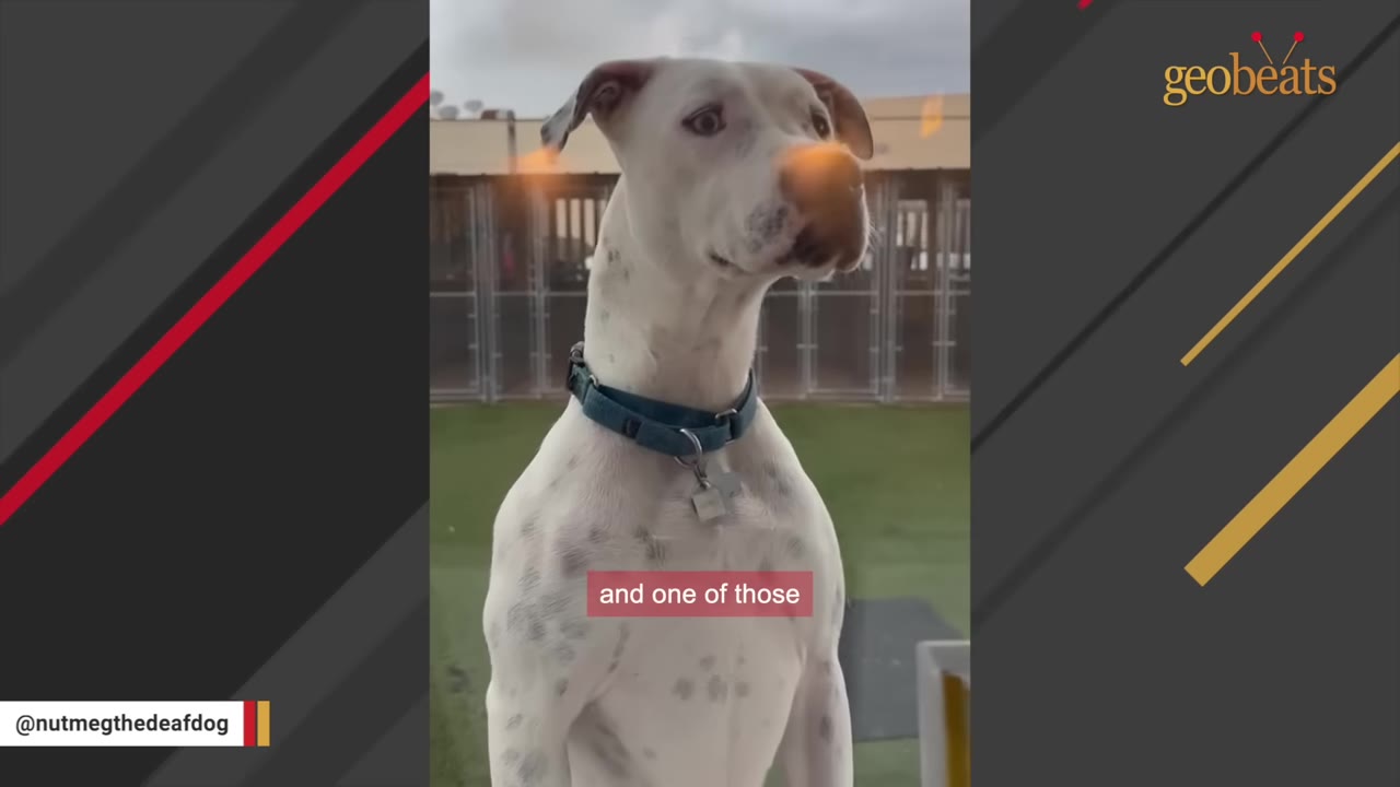 A white dog with black spots and a blue collar looking out through a glass window at a rescue facility with a concerned expression.