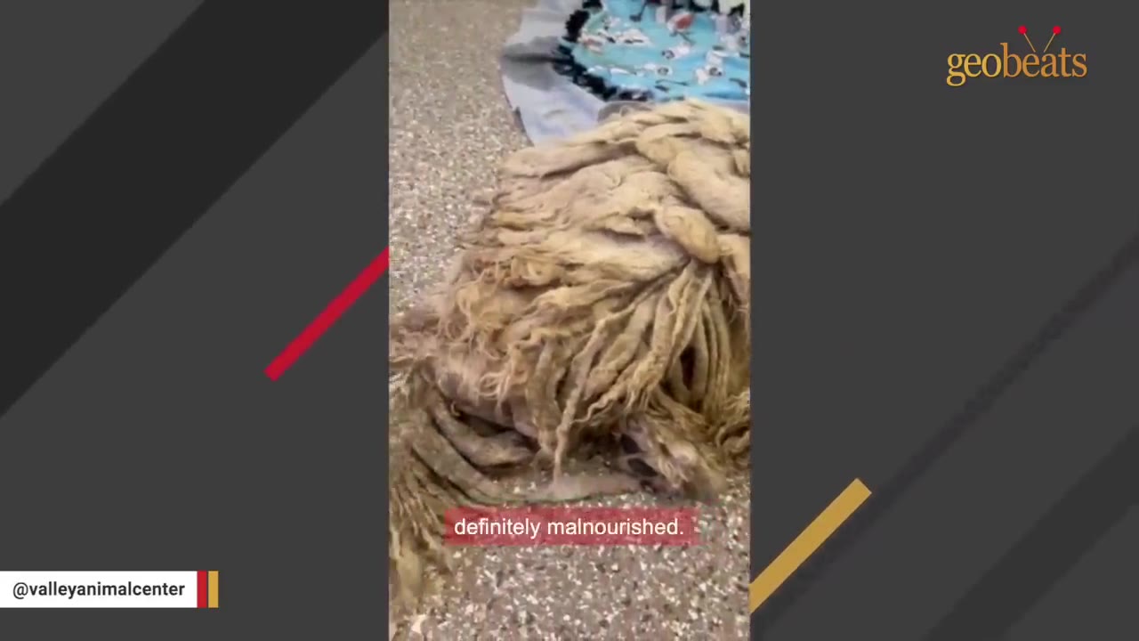 A dog with extremely matted, dirty, dreadlock-like fur lying on the floor, showing the severity of its neglected coat.