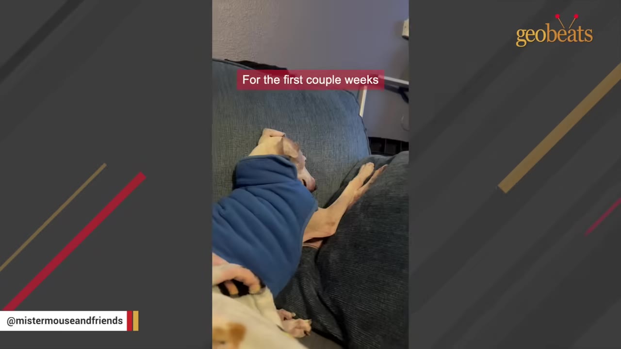 A small tan dog wearing a blue sweater lies stiffly on a grey couch with its legs fully extended instead of curled up.