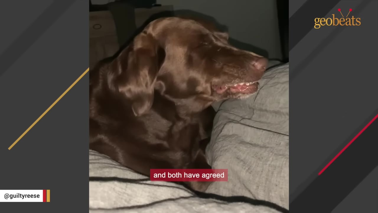 A chocolate Labrador retriever lies on a bed, squinting its eyes with a slight grin showing its teeth.