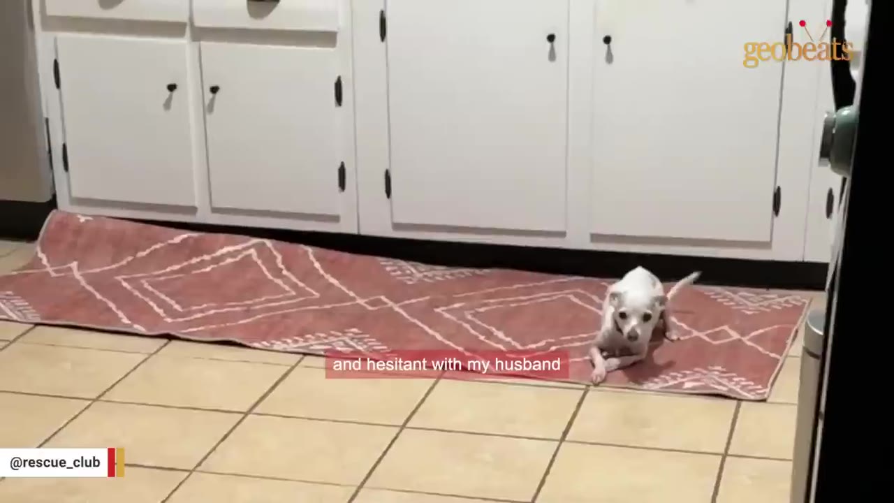 A small white dog lies on a patterned pink runner rug in a kitchen, looking hesitant and alert.