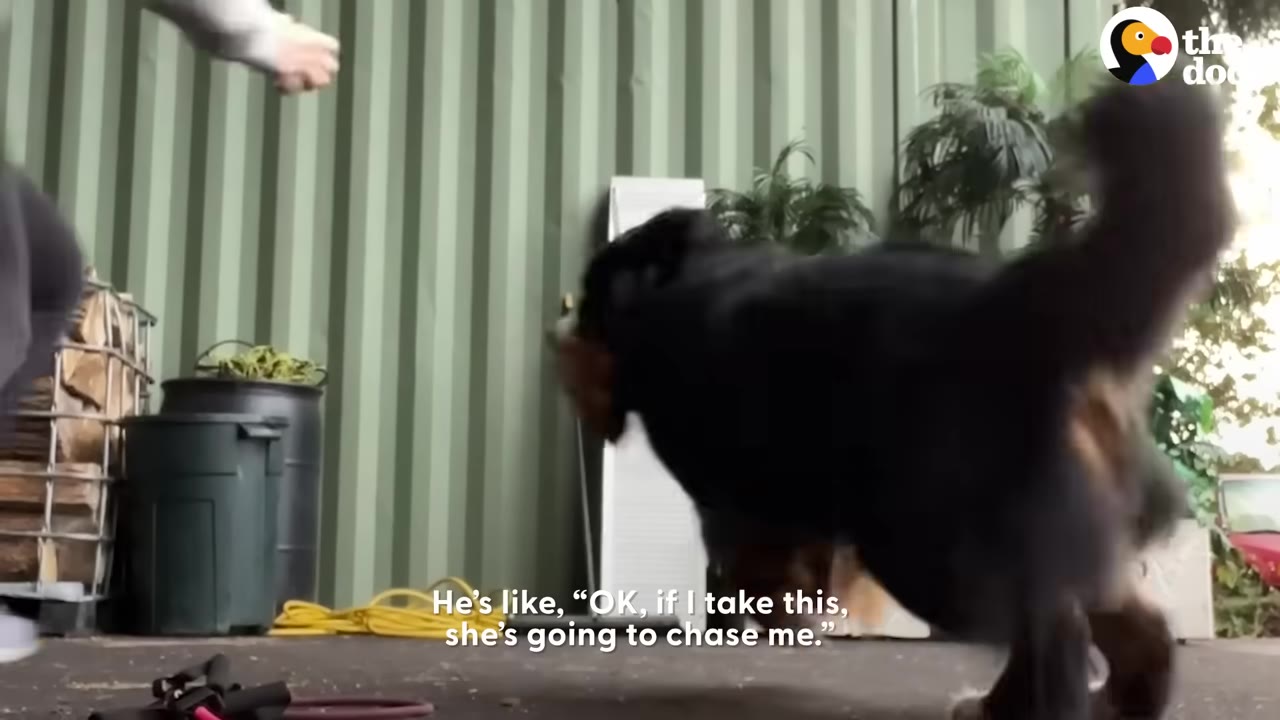 A large black dog runs away outdoors with an object in its mouth, with text on screen reading, 'He's like, "OK, if I take this, she's going to chase me."'
