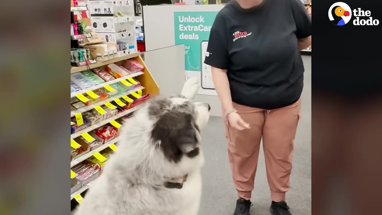 A large, fluffy grey and white dog sits in a store aisle, looking up at a person wearing a black t-shirt and pink pants.