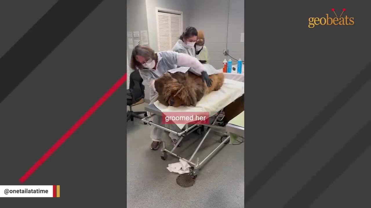 A heavily matted brown dog lies on a veterinary examination table while veterinary staff in masks and protective gear examine and groom her.