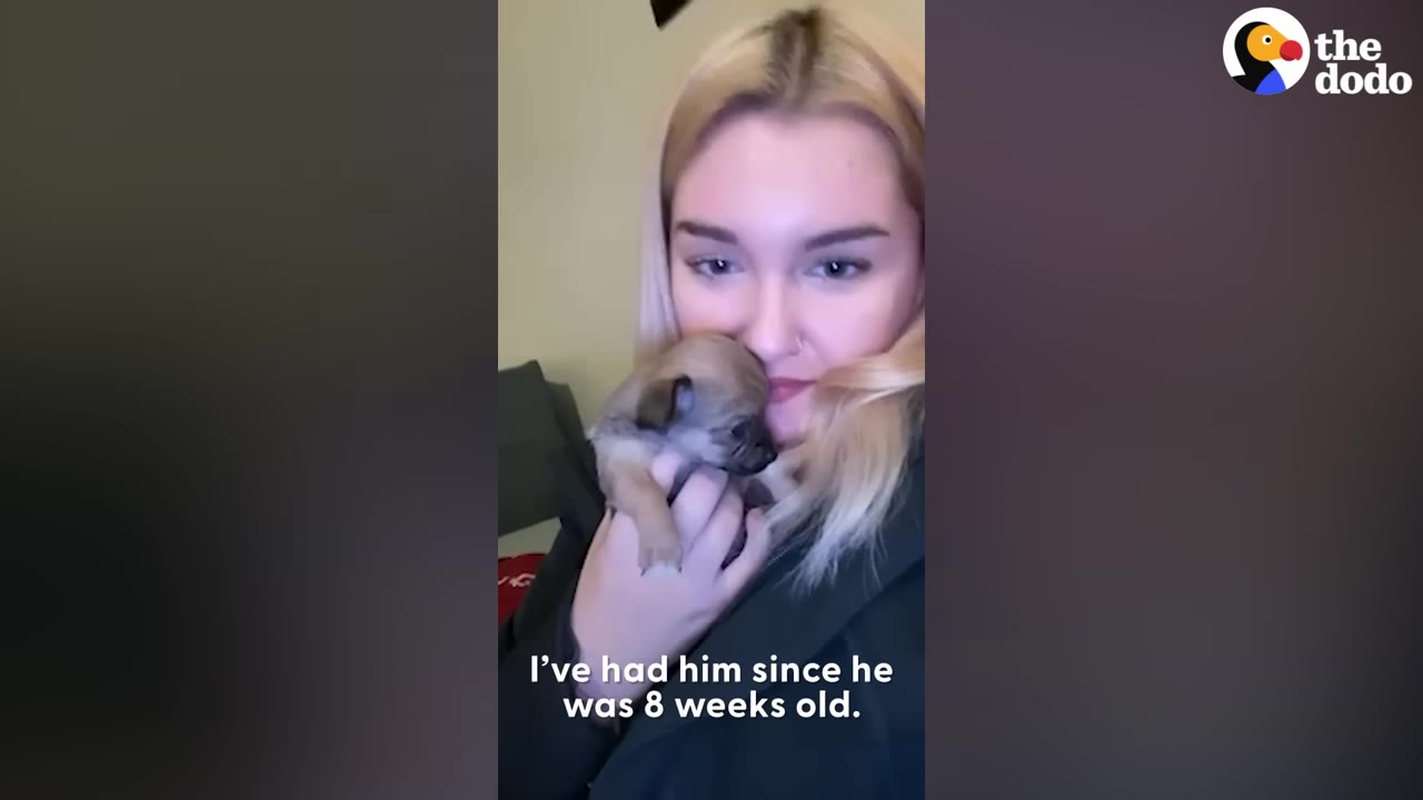 A blonde woman holds a tiny, young Chihuahua puppy close to her face.