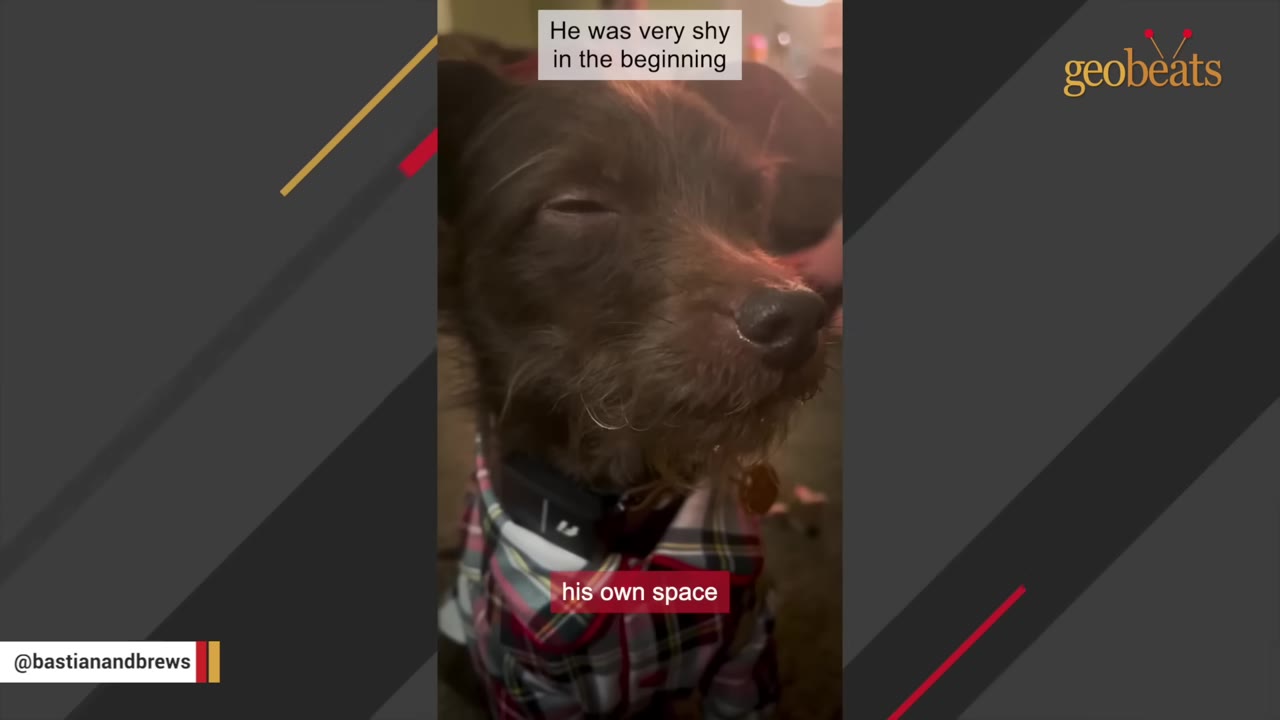 A close-up of a small brown dog with its eyes closed, wearing a plaid shirt, with on-screen text that reads 'He was very shy in the beginning' and 'his own space'.