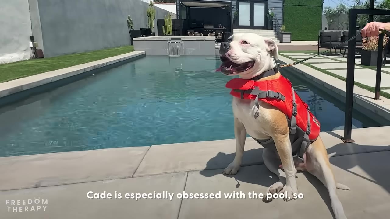 A large white and tan dog wearing a red life vest sits on the edge of a swimming pool, looking eagerly toward the water.