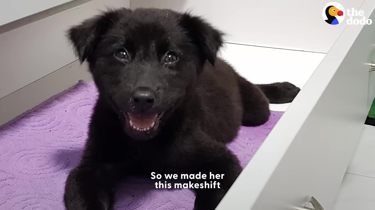 A small black puppy lies on a purple towel inside a white drawer, looking up with a happy expression.