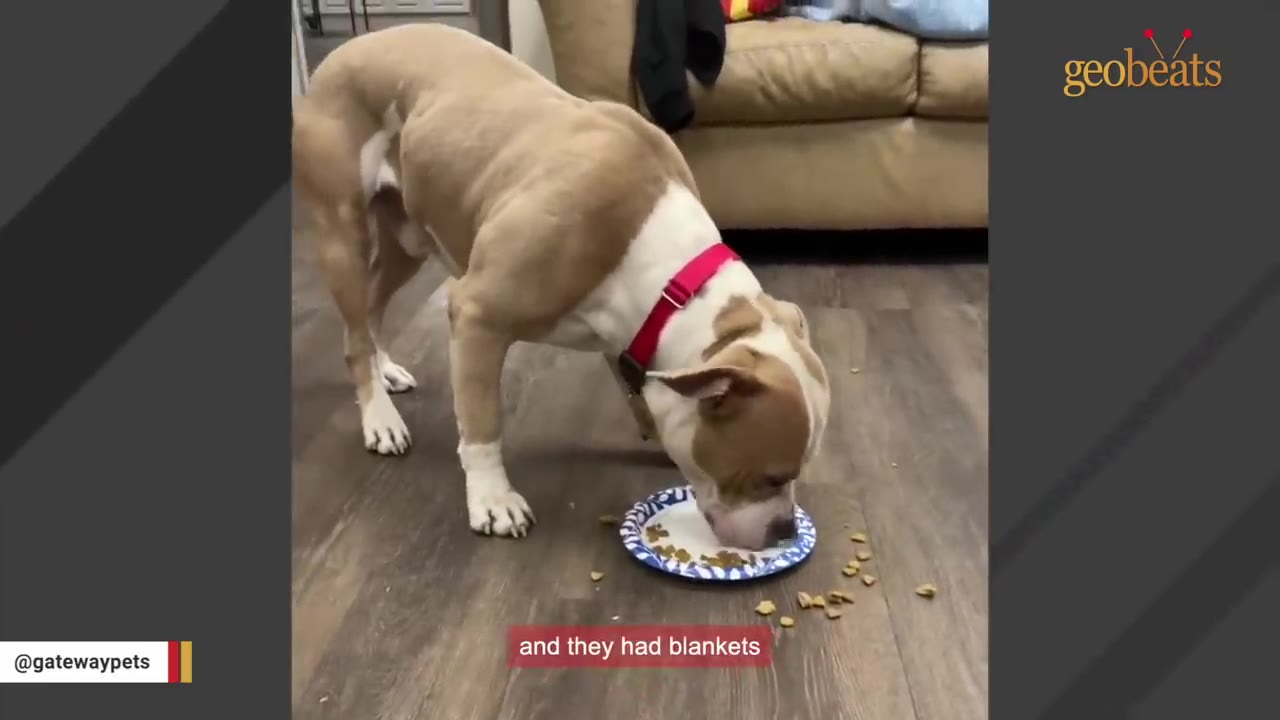 A tan and white dog wearing a red collar eats food from a paper plate on a wooden floor indoors.