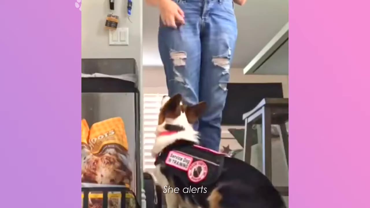A Corgi wearing a black service dog in training vest looks up attentively at its handler who is standing in blue jeans.