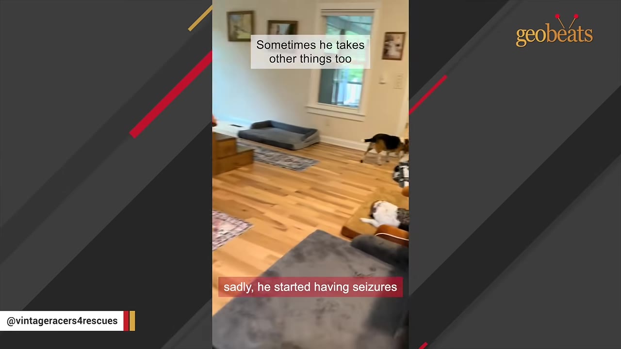 A dog stands in a living room with wooden floors, with text overlay reading 'sadly, he started having seizures'.