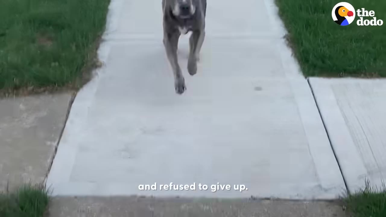 A gray pit bull running forward on a concrete sidewalk between green lawns.