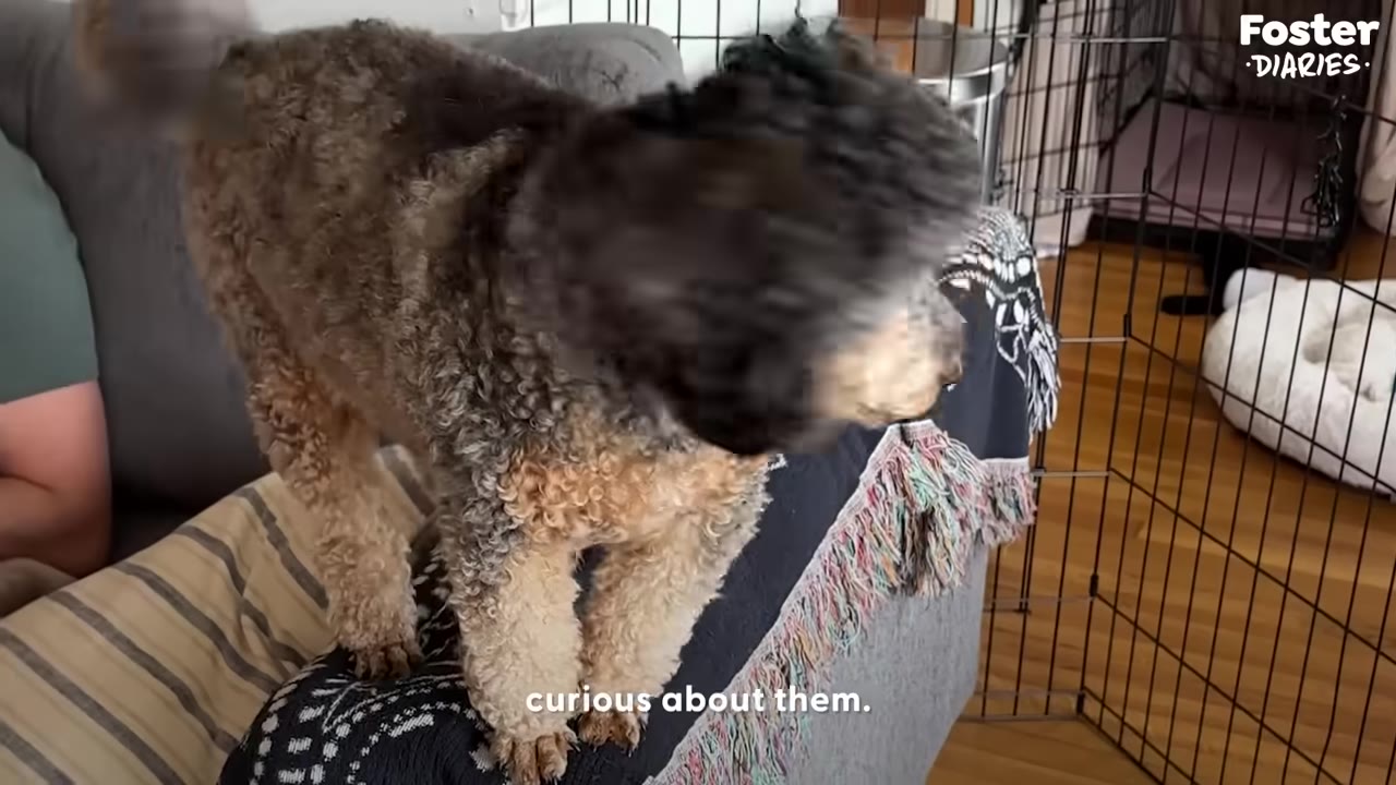 A curly-haired brown and tan dog stands on a couch, looking curiously toward a wire playpen.