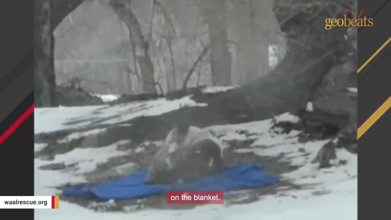 A dog curled up on a blue blanket in a snowy wooded area.