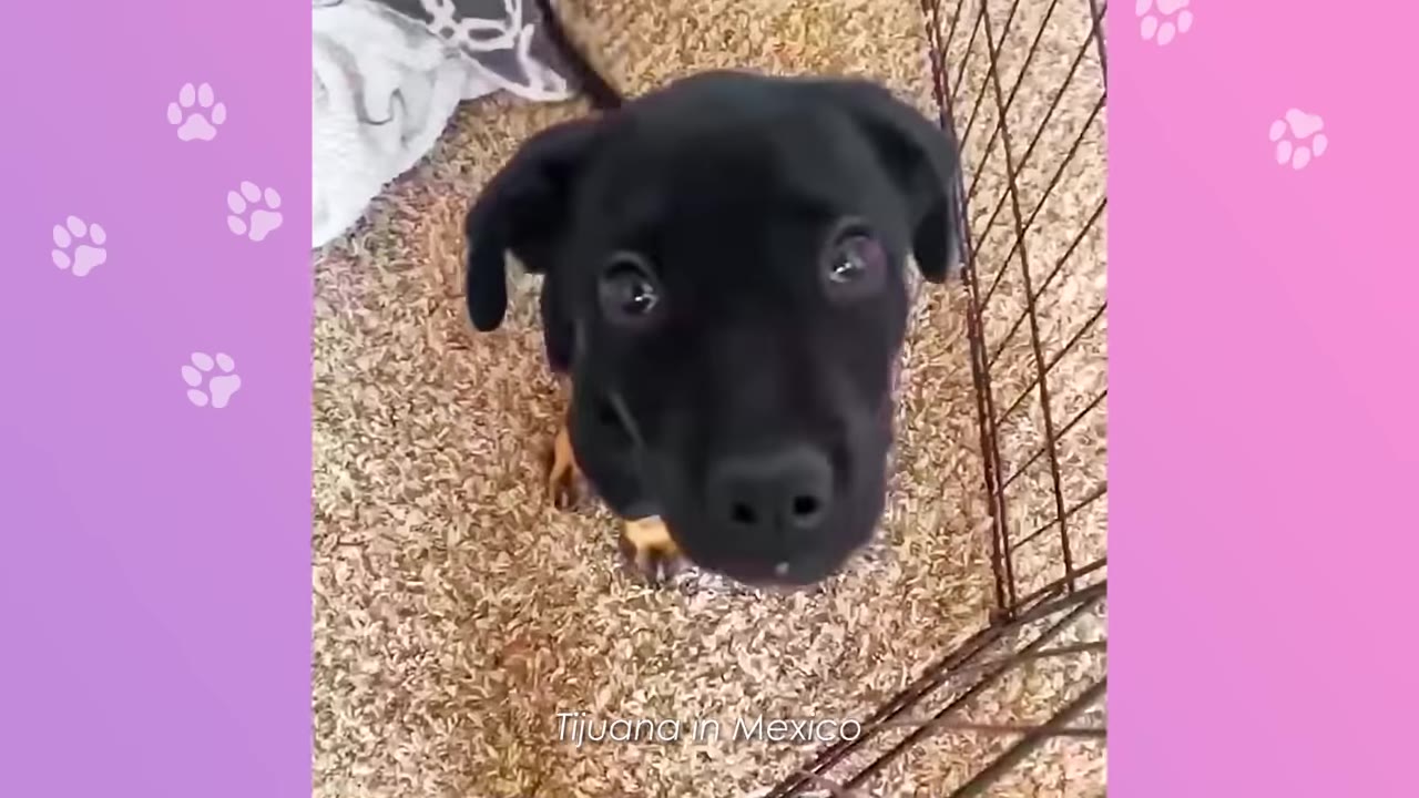 A close-up shot of a black puppy with tan markings on its legs looking up at the camera.