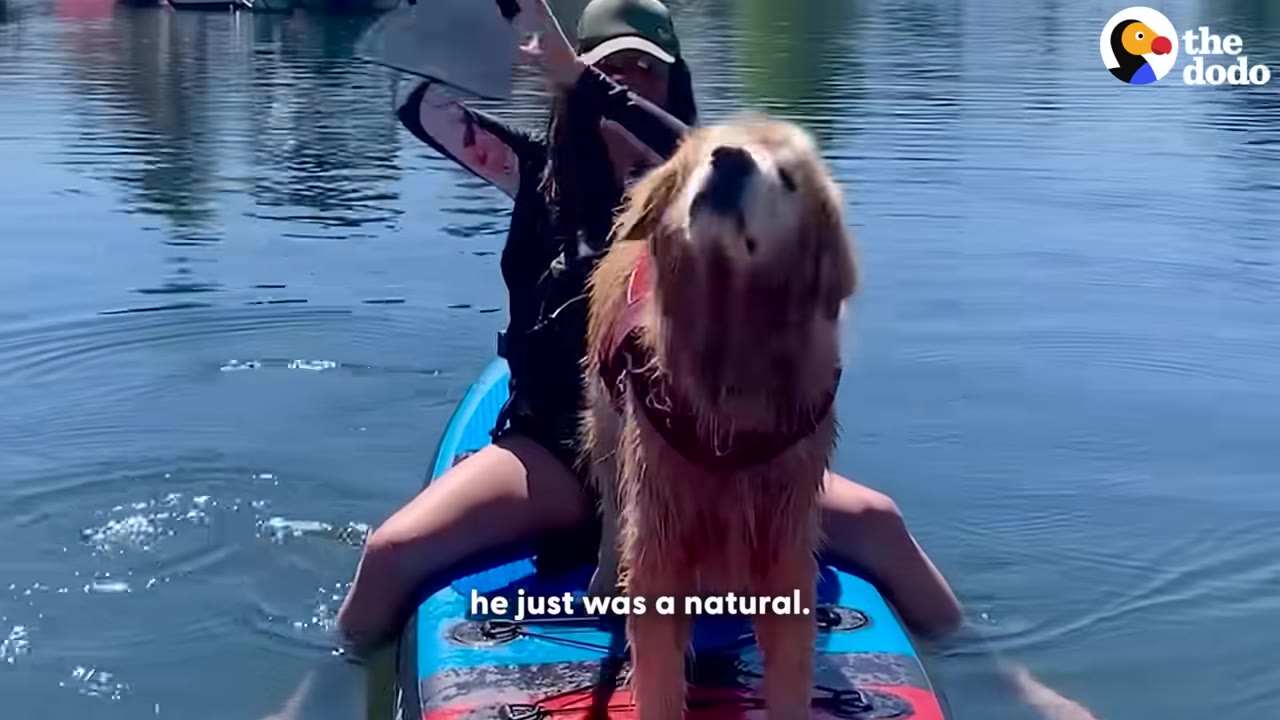A golden retriever wearing a red vest stands confidently on a blue paddleboard in the water, with a person sitting behind him.