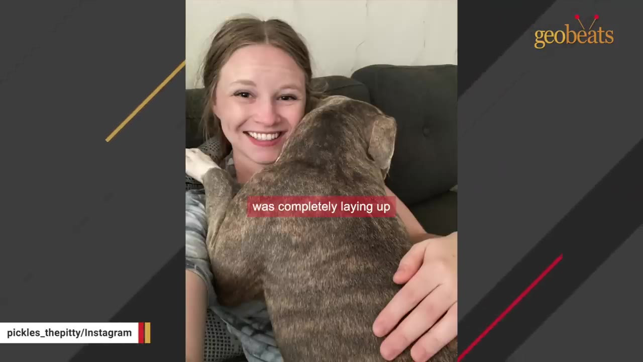 A brindle pit bull dog is laying completely up against a smiling woman on a couch, receiving affection.