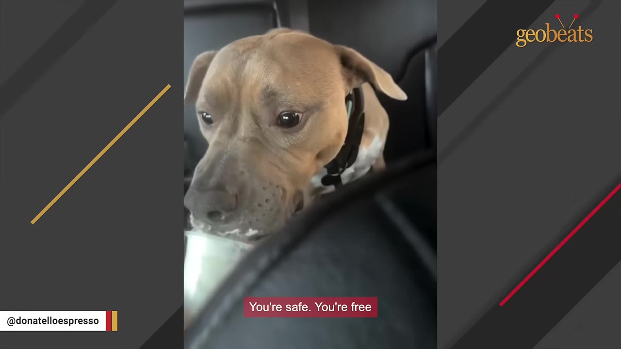 A close-up of a light brown dog with wide, nervous eyes eating a treat from a cup in the back seat of a car.