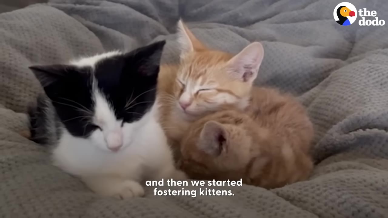 Three small kittens, one black and white and two orange tabbies, cuddling together on a soft grey blanket.