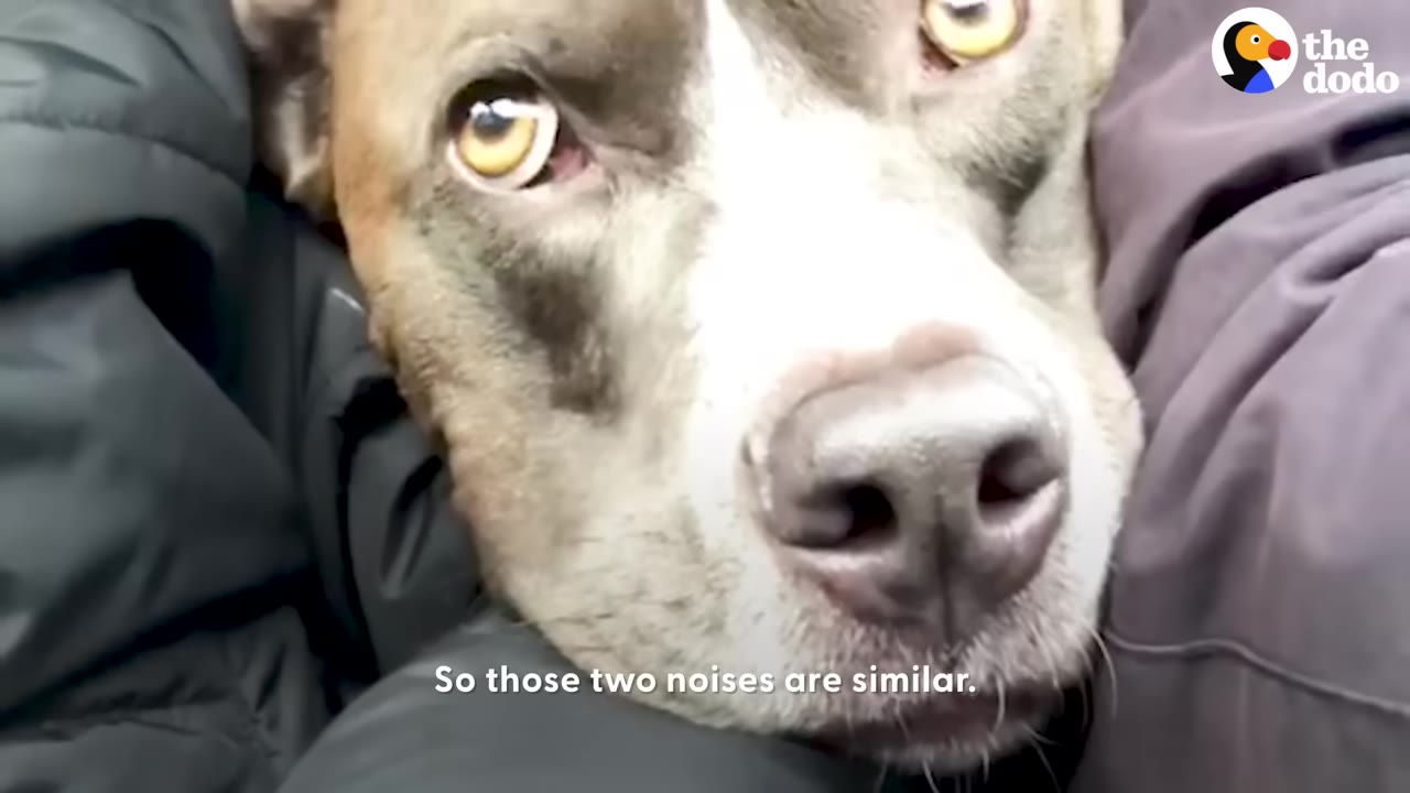 A close-up shot of a brown and white pit bull looking directly at the camera with wide, expressive eyes.