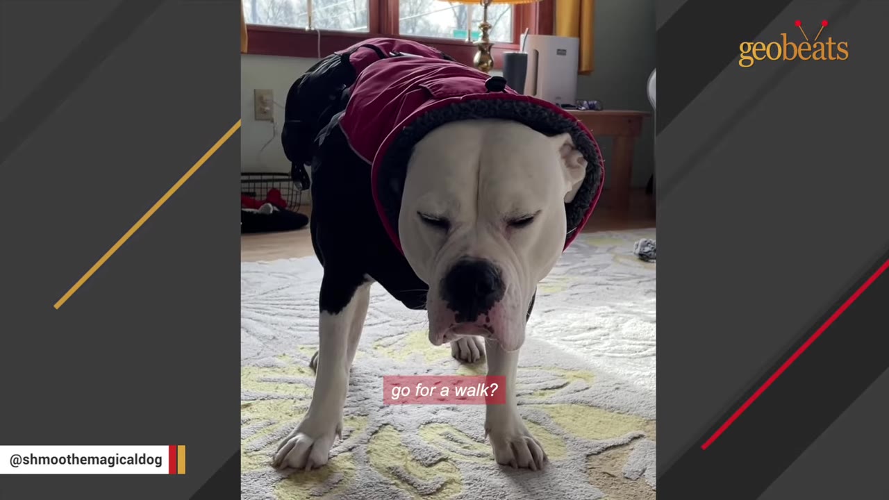A white and black dog wearing a red hooded jacket stands indoors on a rug, looking down with closed eyes.