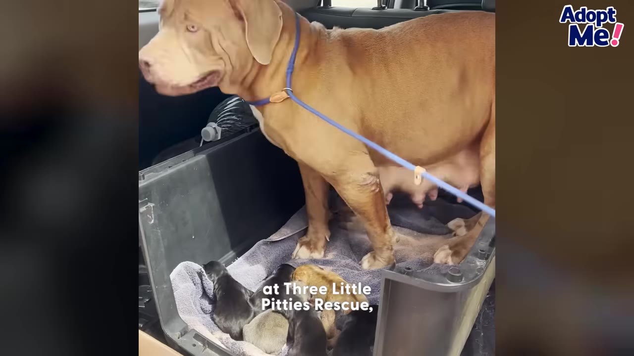 A light brown pit bull mother stands protectively in a transport crate inside a vehicle, looking to the side while her small puppies rest on a grey blanket below her.